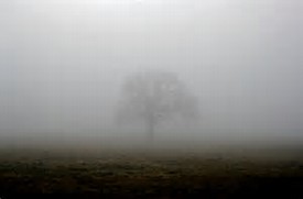 fog